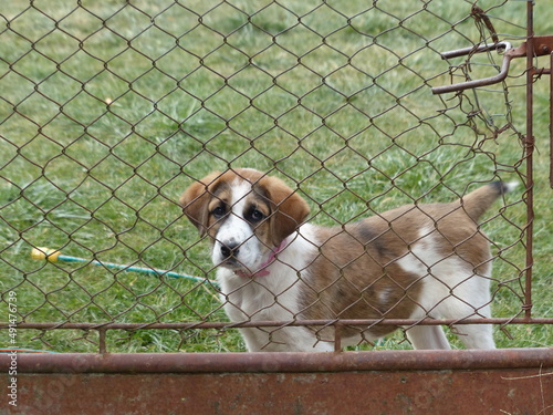 the cute puppy looks through the fence