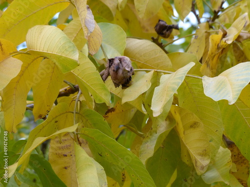 walnut fruit is about to fall
