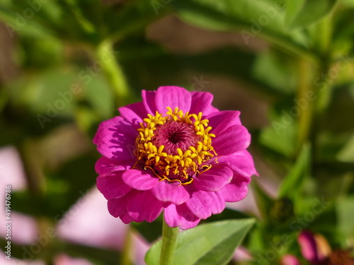 very beautiful pink flower in the garden