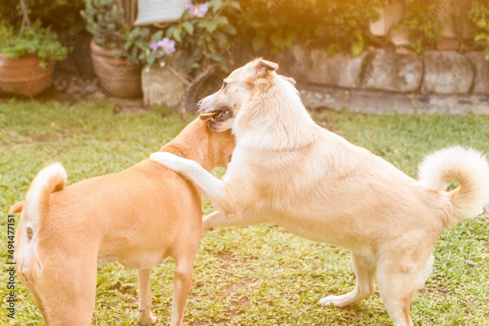 Two female dogs play fight with each other. One attempts to mount as a