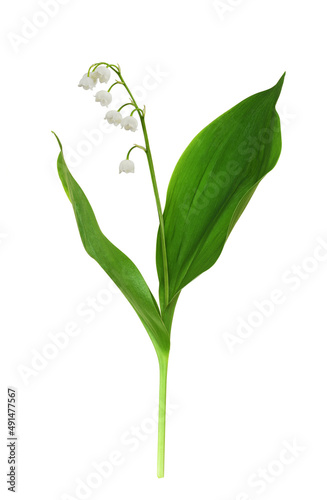 Green leaves and small flowers of Lily of the valley isolated