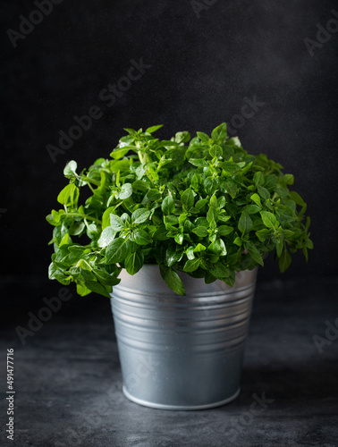 A fresh basil in a metal pot on a dark gray  background. The concept of organic food. Front view and copy space