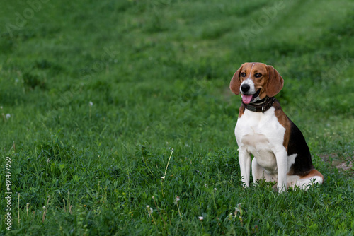 A beagle dog sits on the grass on a blurred background during a walk without a leash. The beagle sits on the grass and copy space.