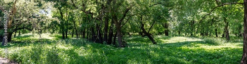 Panoramic view of a wooded timber located in low lands along a river