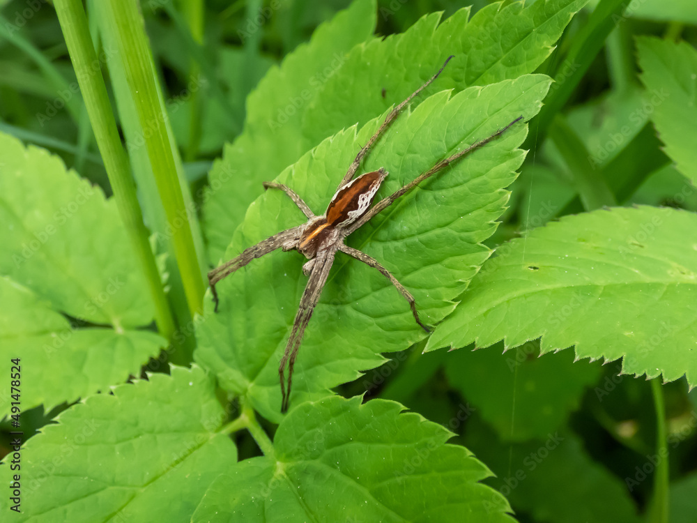 Close-up shot of the Nursery web spider (Pisaura mirabilis) on a green leaf among green vegetation Close-up shot of the Nursery web spider (Pisaura mirabilis) on a green leaf among green vegetation