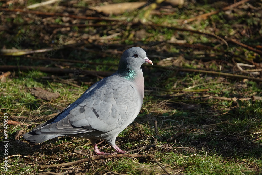 stock dove (Columba oenas) stock dove (Columba oenas)