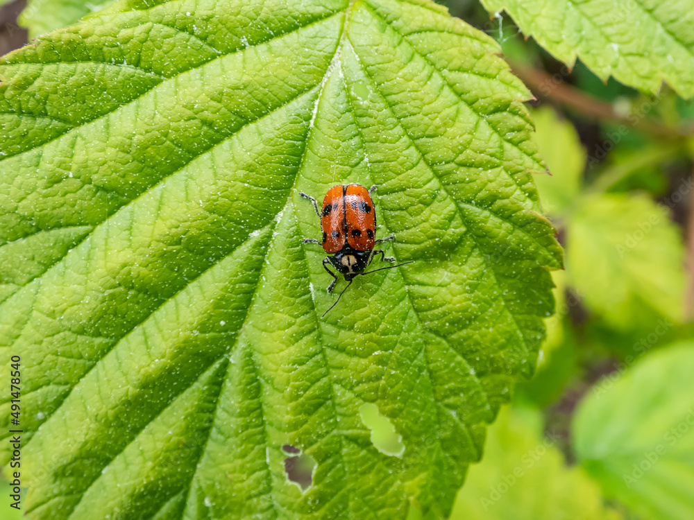 Close-up shot of Leaf beetle (Cryptocephalus octopunctatus) - red with black spots crawling on a leaf Close-up shot of Leaf beetle (Cryptocephalus octopunctatus) - red with black spots crawling on a leaf