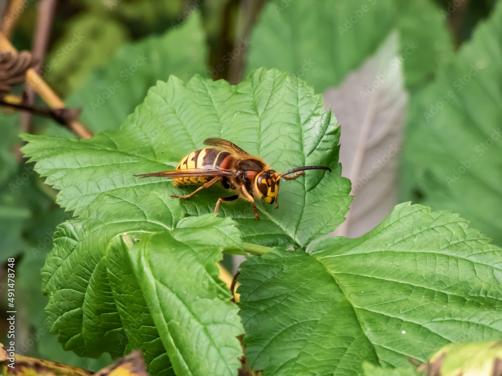 Close-up shot of the European hornet (Vespa crabro) striped with brown and yellow sitting on a leaf in summer Close-up shot of the European hornet (Vespa crabro) striped with brown and yellow sitting on a leaf in summer