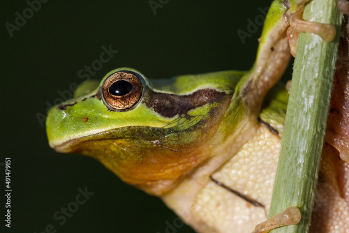 Frog portraits