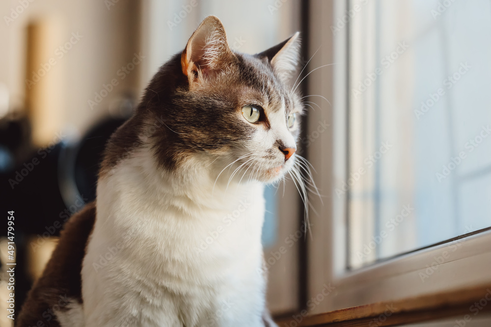 Beautiful cat sits on balcony and looks outside through window. Pet is sad. Head close-up. Theme of animals.