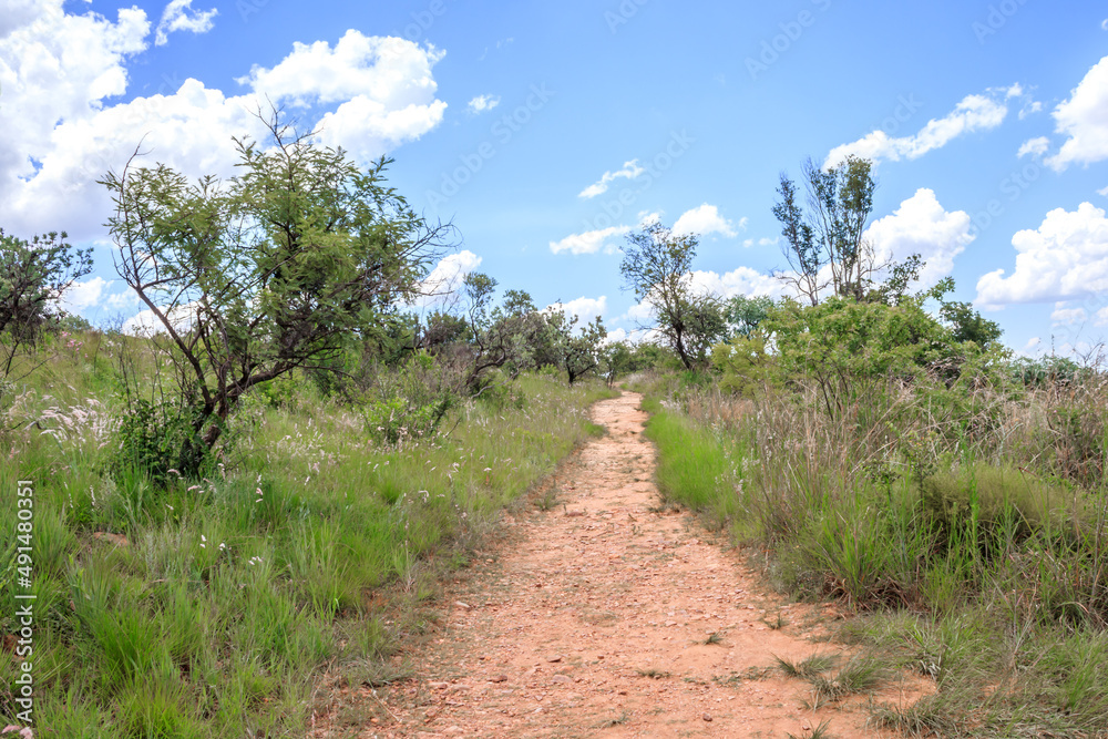 Fototapeta premium View of a hiking path surrounded by trees and bushes in a mountainous area in Walter Sisulu National botanical gardens, Johannesburg, South Africa