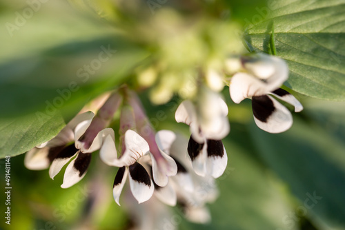 flowering broad bean plant