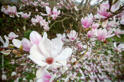 pink magnolia flowers