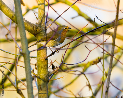 Wallpaper Mural Small cute robin sitting among branches Torontodigital.ca