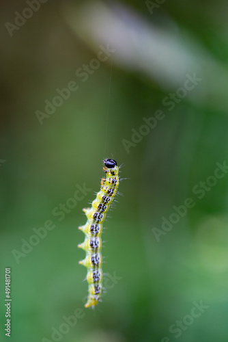 boxwood caterpillar © Marian
