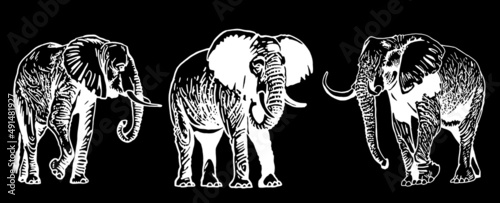 Two graphical elephants on black background,vector illustration