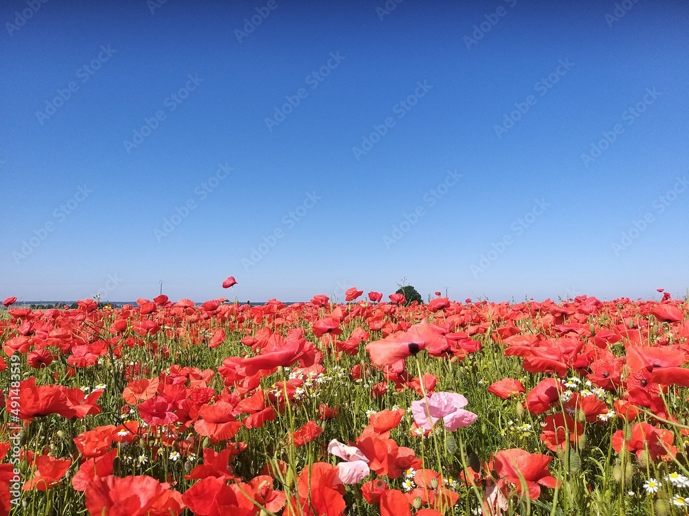 field of poppies field of poppies