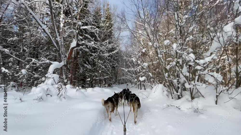 Sledding sports dogs Alaskan huskies quickly run forward on winter snowy forest road. First person view from sleigh. 4K footage. Fastest mestizo dogs in world. Team competes in race. Sledding sports dogs Alaskan huskies quickly run forward on winter snowy forest road. First person view from sleigh. 4K footage. Fastest mestizo dogs in world. Team competes in race.