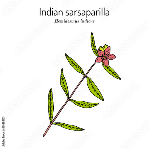 Indian sarsaparilla Hemidesmus indicus , medicinal plant photo