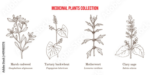 Set of different medicinal plants