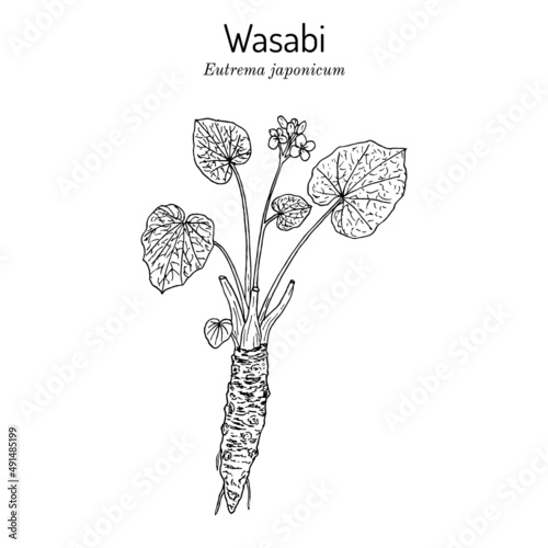 Wasabi or Japanese horseradish Eutrema japonicum , edible plant