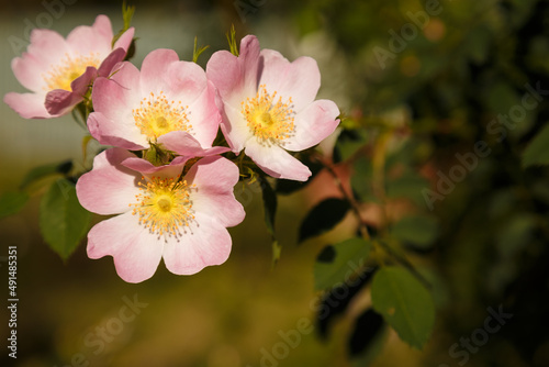 Beautiful pink rose hip or dog rose flowers on green spring bush. Copy space © elenaseiryk