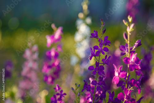 beautiful purple and pink Delphinium flowers in sunrays light  springtime blossom concept.