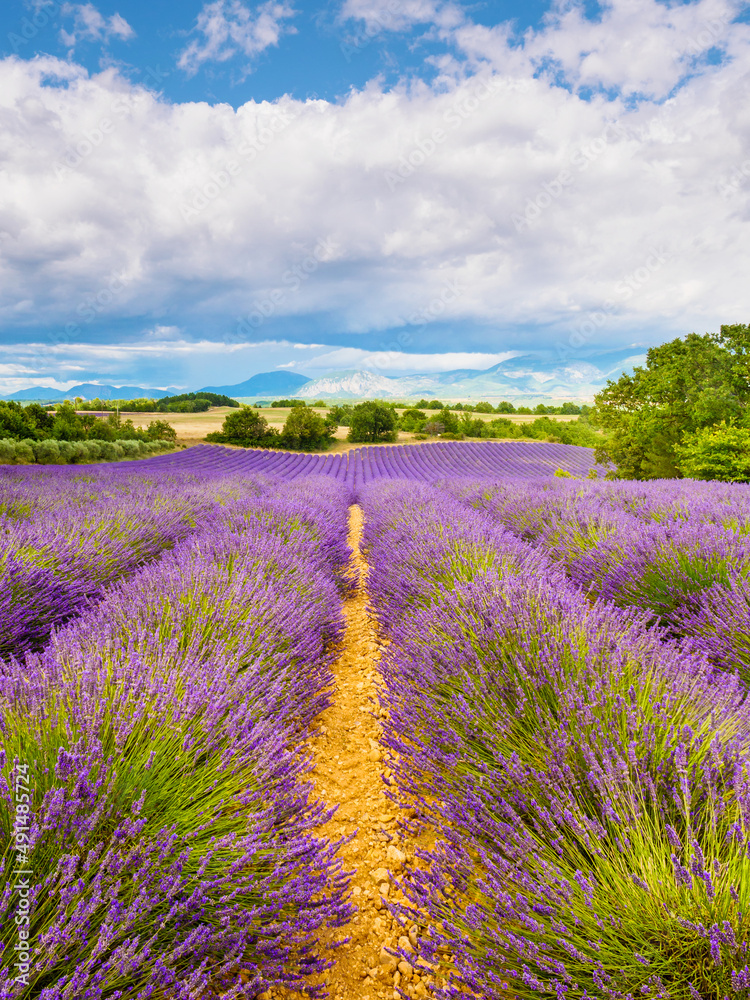 Naklejka premium Provence landscape with lavender fields, France