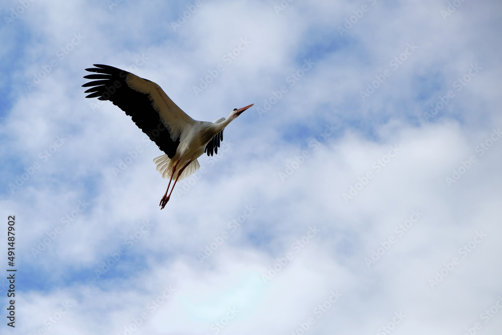 Fototapeta premium White stork in flight against blue sky with white clouds in winter.
