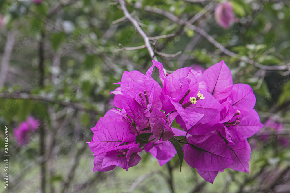 Obraz premium Close-up of pink bougainvillea flowers blooming. Vibrant pink bougainvillea in natural setting. Beautiful bougainvillea flowers with bright pink petals