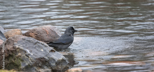 the jackdaw is bathing