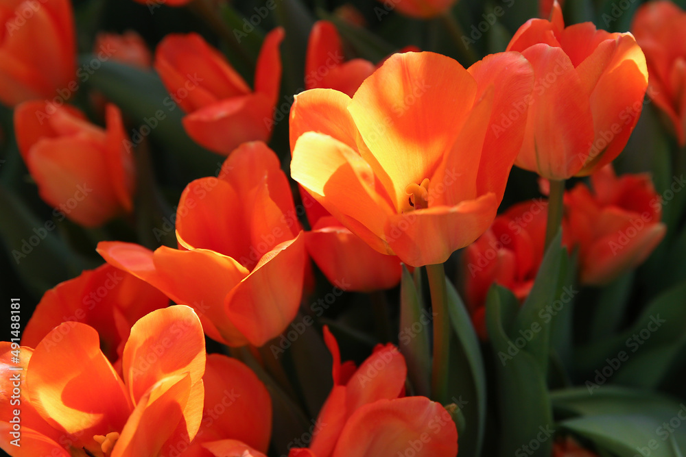 yellow-red tulips in the garden, blurred floral background