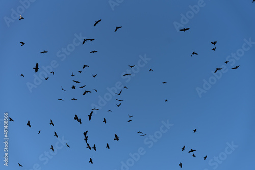 large flock of Jackdaw birds flying in a clear blue sky