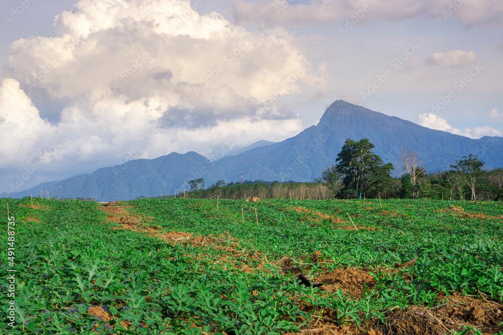Fototapeta premium Watermelon farming area in the south of Thailand