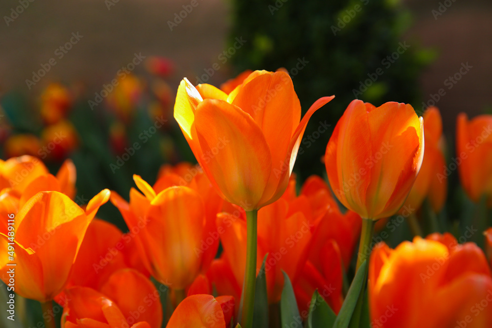 yellow-red tulips in the garden, blurred floral background yellow-red tulips in the garden, blurred floral background