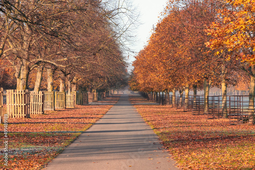 Early morning  autumn scene with treelined avenue at Bushy Park in London