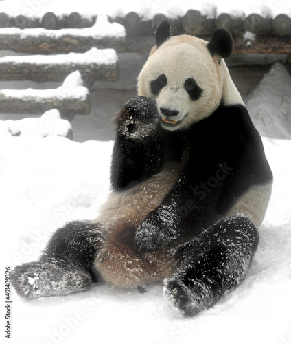 Fototapeta Naklejka Na Ścianę i Meble -  Giant panda (Ailuropoda melanoleuca), also known as panda bear or simply panda, on snow in winter