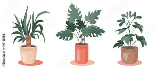 Trendy set of home cute plants in flowerpots pack icons. bundle of yucca, monstera and schefflera in pots modern illustrations. Cozy vector decoration elements in flat swiss graphic style.	