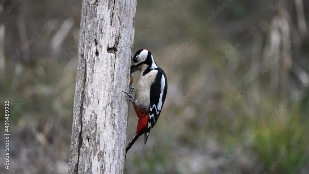 Great spotted woodpecker (Dendrocopos major) hanging on a tree.
Great spotted woodpecker (Dendrocopos major) hanging on a tree.