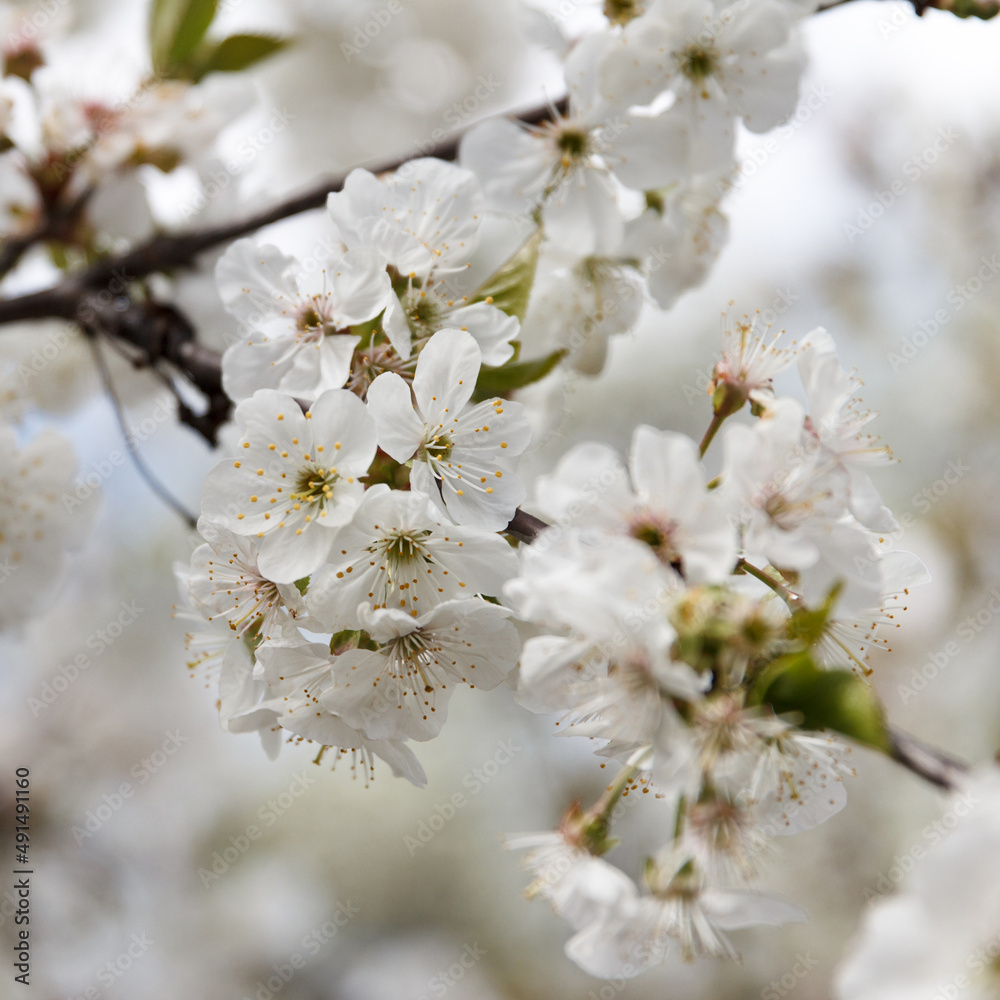 Beautiful spring blooming cherry tree, white flowers