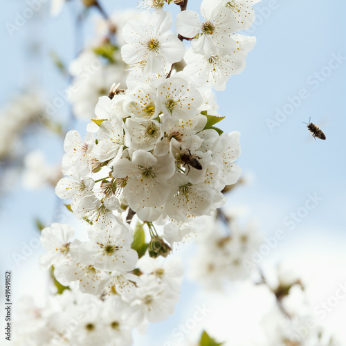 Foto Beautiful spring blooming cherry tree, white flowers of blue sky