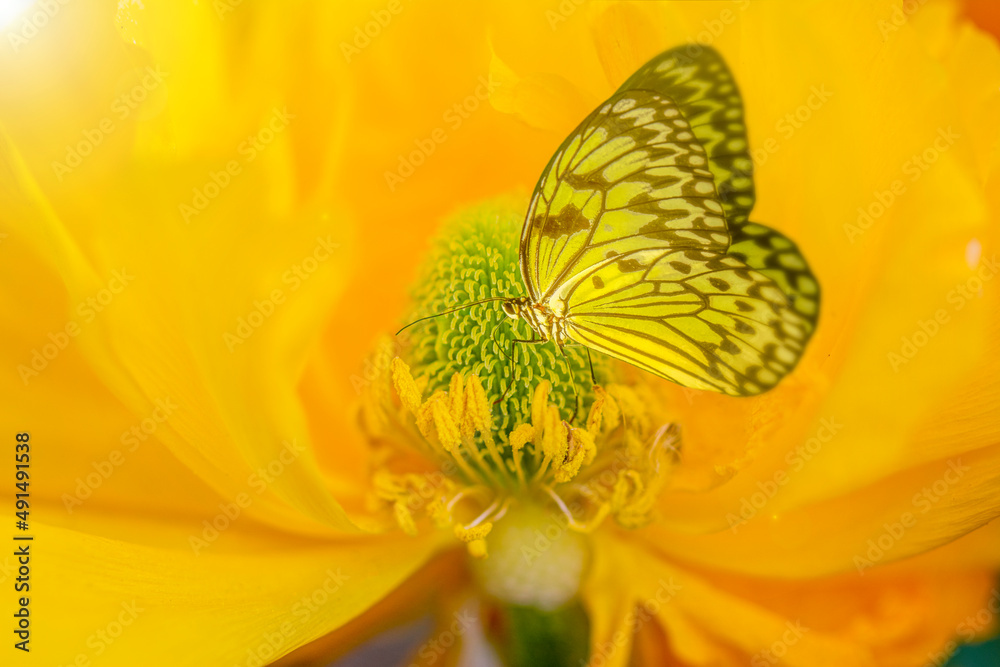 Macro shots, Beautiful nature scene. Closeup beautiful butterfly sitting on the flower in a summer garden.