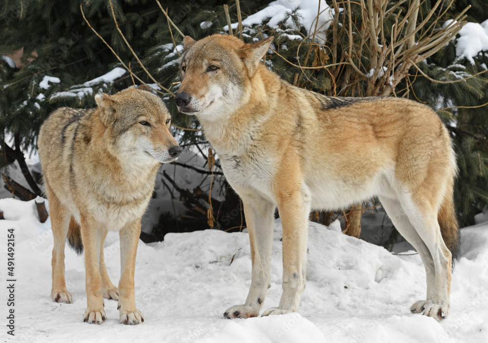 Wolf family (Canis lupus) in forest in winter