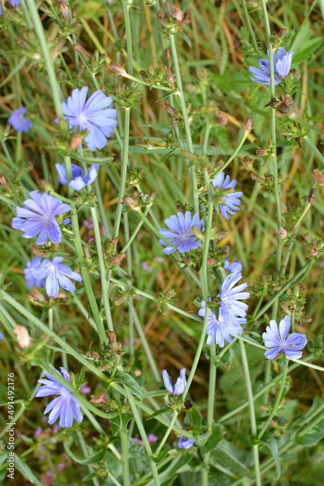  Blossom chicory (Cichorium intybus)