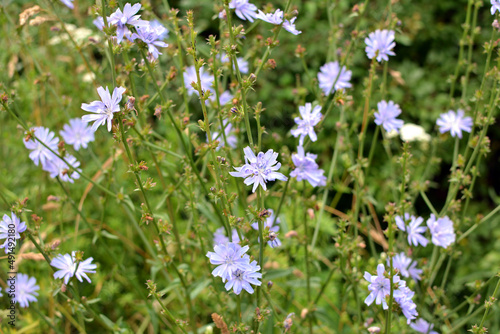  Blossom chicory (Cichorium intybus)