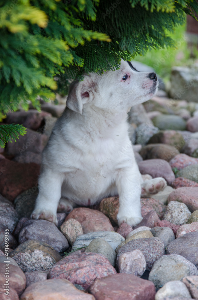 Cute puppy Cute puppy