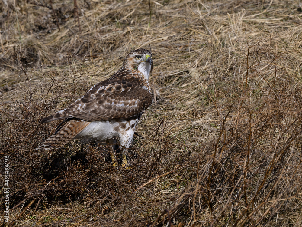 Red-Tailed Hawk Standing on Old Grass Field, Portrait in Winter Red-Tailed Hawk Standing on Old Grass Field, Portrait in Winter