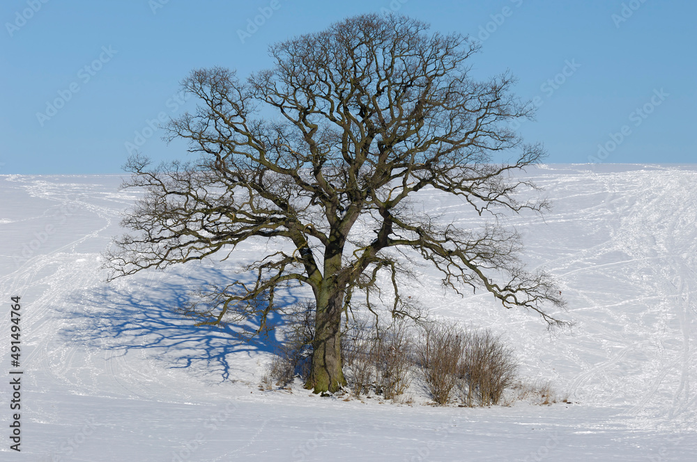 Tree on hill at winter