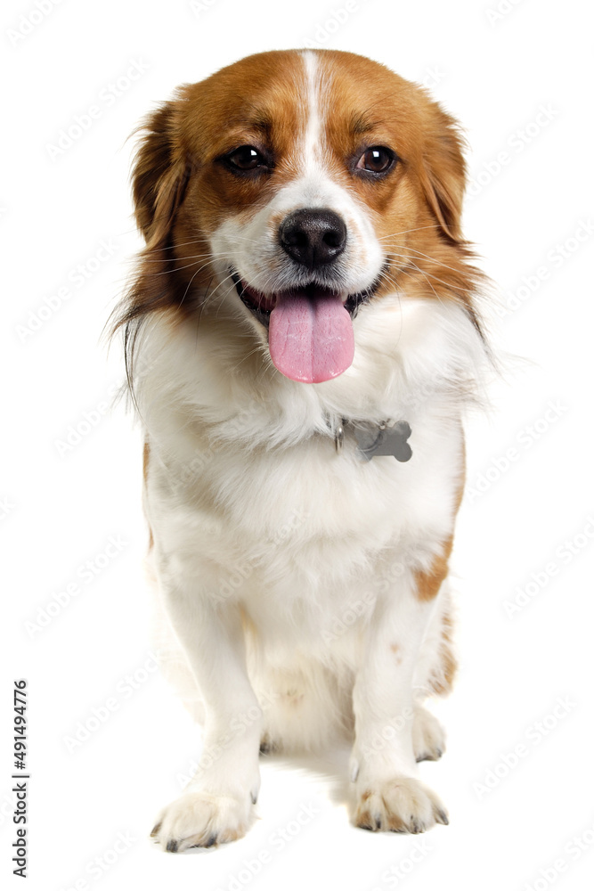 Happy Kooiker dog sitting on a clean white background. Happy Kooiker dog sitting on a clean white background.