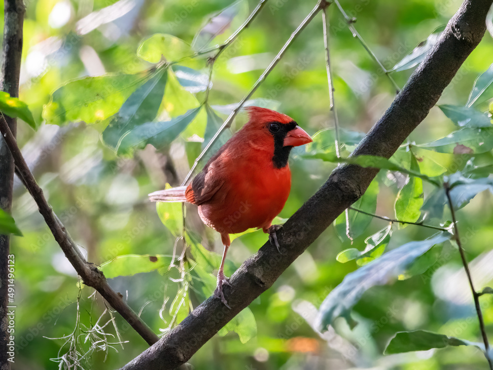 red cardinal perched in a tree